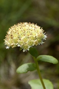 Kärleksört, Hylotelephium telephium