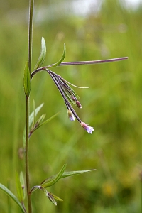 Kärrdunört, Epilobium palustre, dunört, dunörter