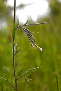 Kärrdunört, Epilobium palustre, dunört, dunörter