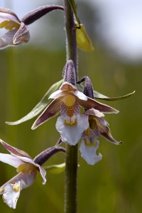 Kärrknipprot, Epipactis palustris