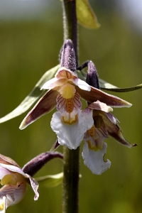 Kärrknipprot, Epipactis palustris
