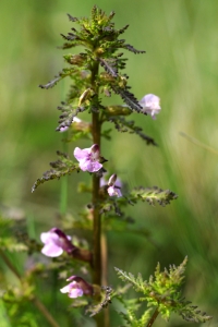 Kärrspira, Pedicularis palustris