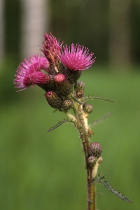 Kärrtistel, Cirsium palustre
