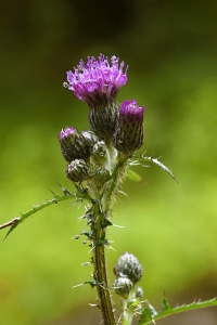 Kärrtistel, Cirsium palustre, tistel, tistlar