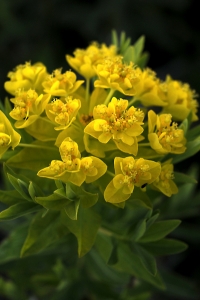 Kärrtörel, Euphorbia palustris