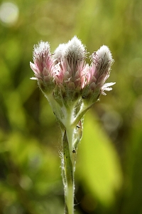 Kattfot, Antennaria dioica