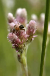 Kattfot, Antennaria dioica