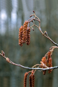 Klibbal, Alnus glutinosa