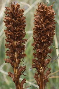 Klintsnyltrot, Orobanche elatior, snyltrot