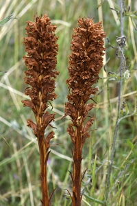 Klintsnyltrot, Orobanche elatior, Snyltrot, snyltrötter
