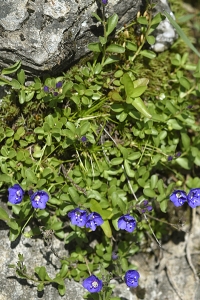 Klippveronika, Veronica fruticans