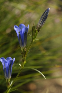 Klockgentiana, Gentiana pneumonanthe
