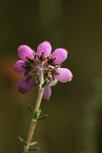 Klockljung, Erica tetralix