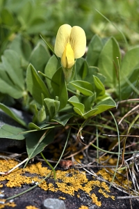 Klöverärt, Lotus maritimus, tetragonolobus maritimus
