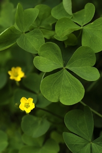 Klöveroxalis, Oxalis fontana, Oxalis stricta