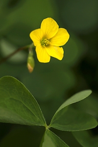 Klöveroxalis, Oxalis fontana, Oxalis stricta