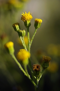 Knappstånds, Senecio jacobaea ssp. dunensis, Jacobaea vulgaris ssp. dunensis