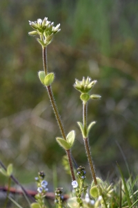 Knipparv, Cerastium glomeratum
