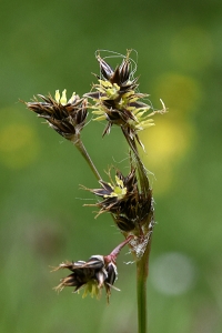 Knippfryle, Luzula campestris
