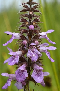 Knölsyska, Stachys palustris