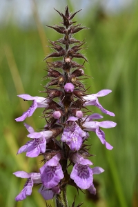 Knölsyska, Stachys palustris