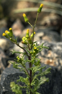 Korsört, Senecio vulgaris