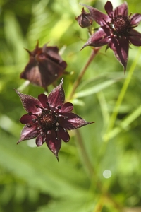 Kråkklöver, Comarum palustre, Potentilla palustris
