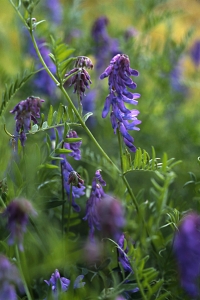 Kråkvicker, Vicia cracca