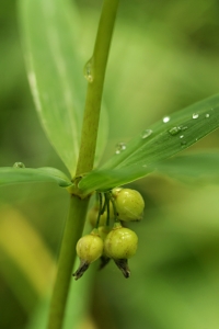 Kransrams, Polygonatum verticillatum