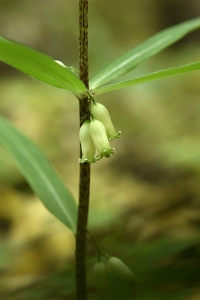 Kransrams, Polygonatum verticillatum