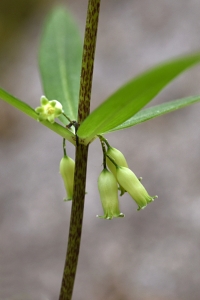 Kransrams, Polygonatum verticillatum