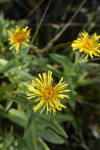 Krissla, Inula salicina