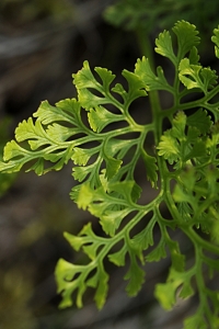 Krusbräken, Cryptogramma crispa