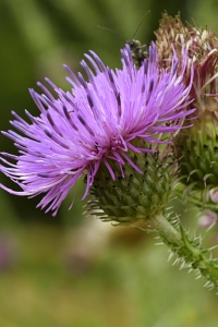 Krustistel, Carduus crispus
