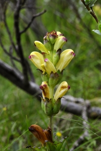 Kung Karls spira, Pedicularis sceptrum-carolinum
