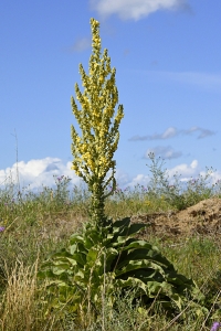 Kungsljus, Verbascum thapsus