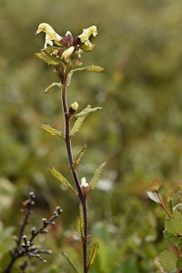 Lappspira, Pedicularis lapponica