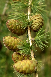 Lärk, Larix decidua
