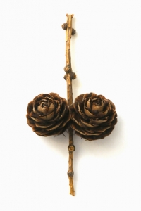 Lärkkottar, Larix decidua, lärk, lärkträd