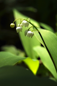 Liljekonvalj, Convallaria majalis