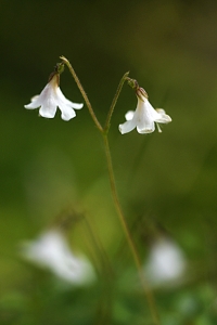 Linnea, Linnaea borealis