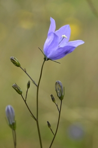 Liten blåklocka, Campanula rotundifolia