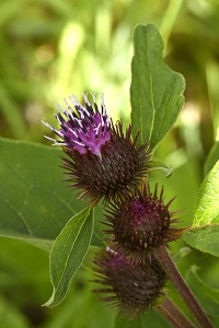 Liten kardborre, Arctium minus
