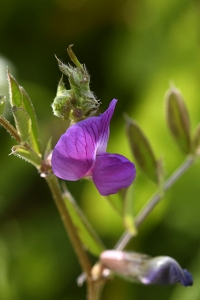 Liten sommarvicker, Vicia sativa ssp. nigra