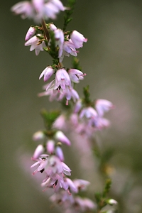 Ljung, Calluna vulgaris