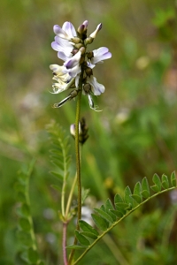 Ljus fjällveden, Astragalus alpinus ssp. alpinus, vedel