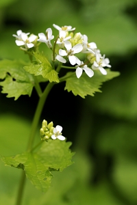 Löktrav, Alliaria petiolata
