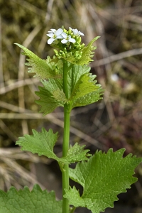 Löktrav, Alliaria petiolata