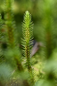 Lopplummer, Huperzia selago