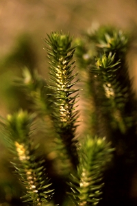 Lopplummer, Huperzia selago